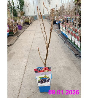 Ribes nigrum 'Titania' RP 1,6 L